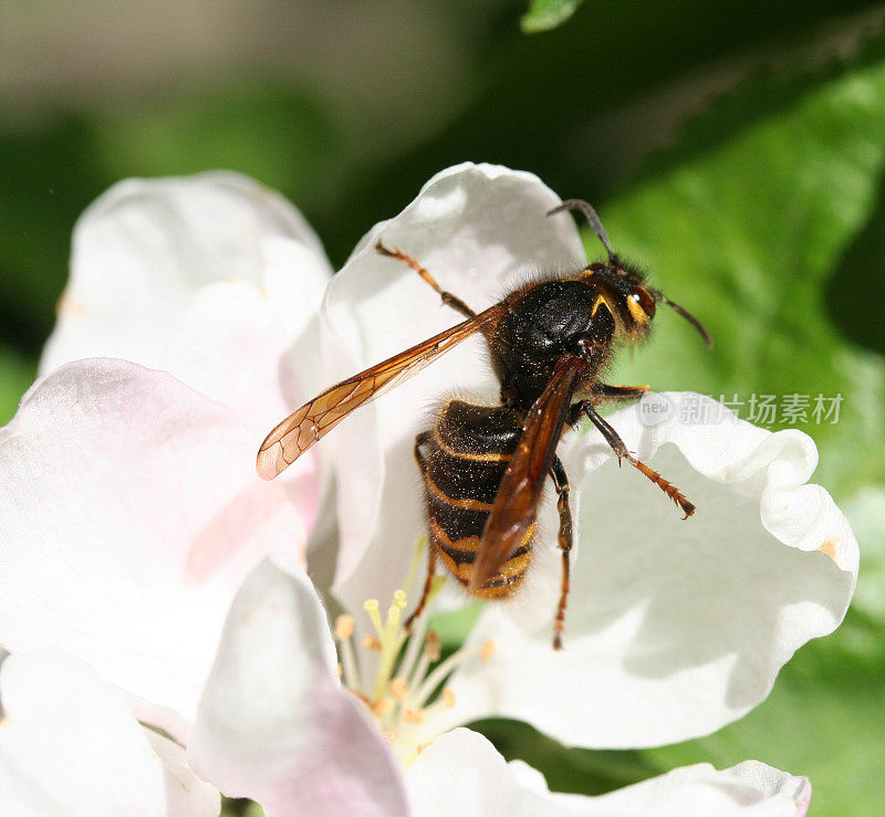 苹果花中的黄蜂，宏