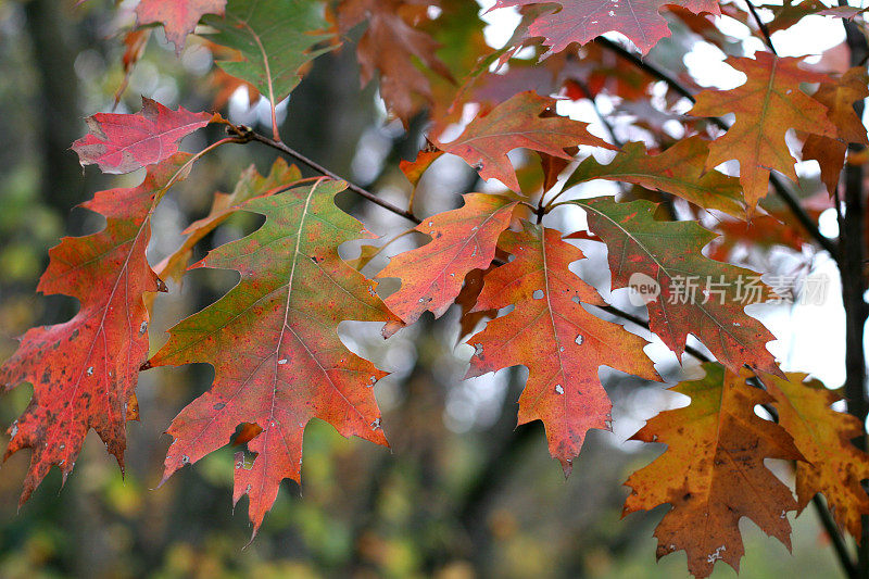 秋天的红橡树