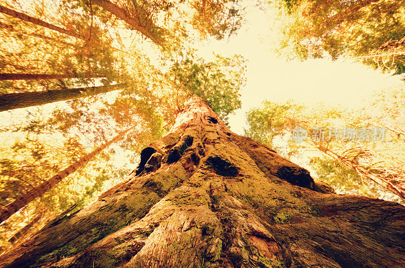 红杉国家公园秋天的树