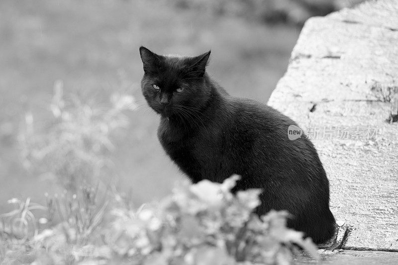 黑猫坐在镜头前看着