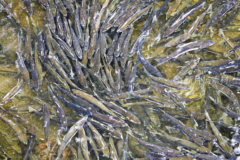 产卵鲑鱼，凯奇坎，阿拉斯加
