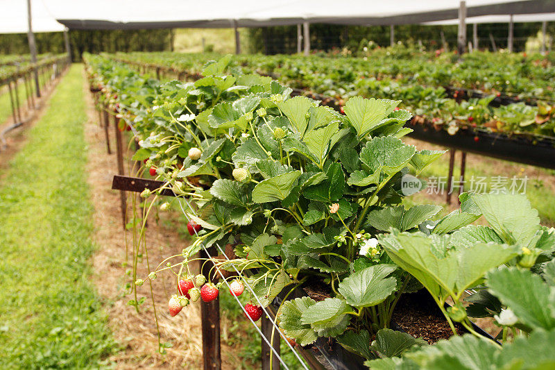 水培草莓生产