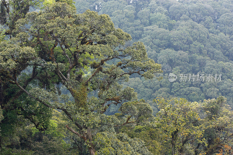 热带森林