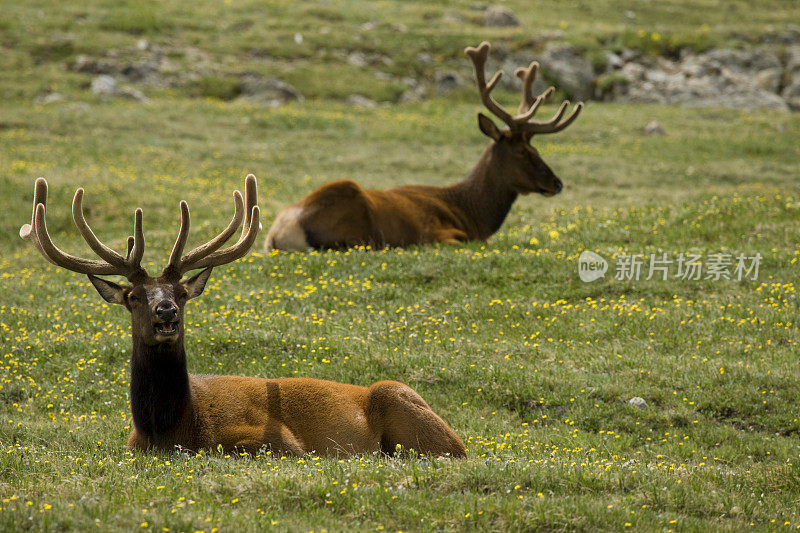 两只麋鹿躺在草地上
