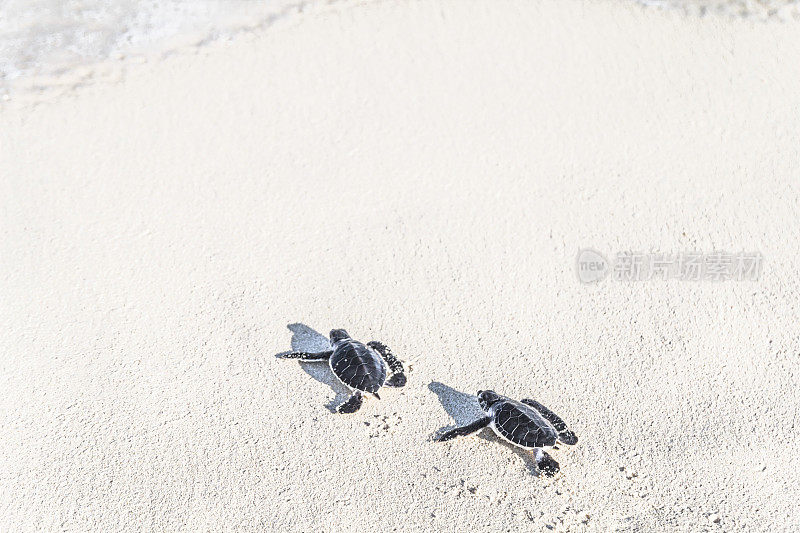 两只刚出生的小海龟正游向大海。自由的概念。