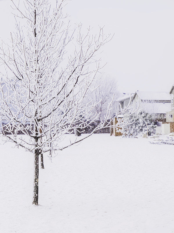 冬季暴风雪期间在居民区的风景。科罗拉多州。