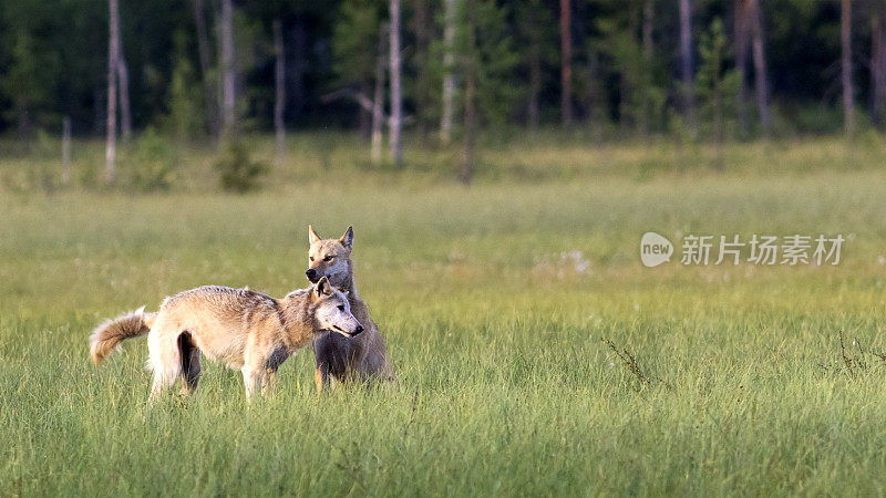 芬兰北部的两只欧亚狼(犬类狼疮)