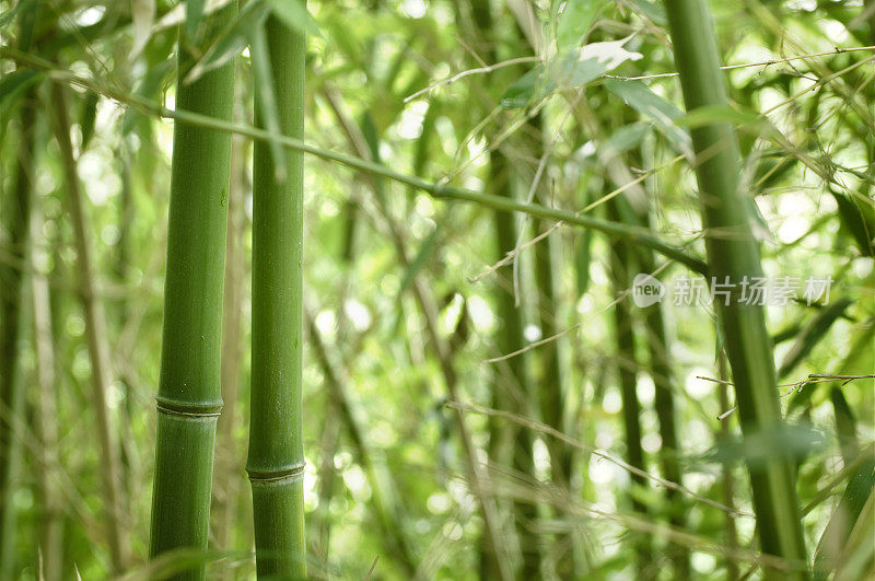 放松禅宗青竹背景