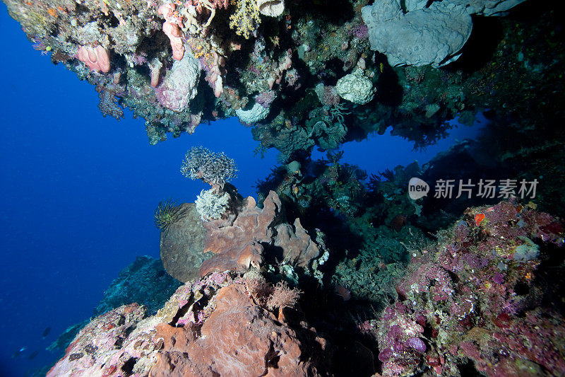 透过印度尼西亚布纳肯岛的热带礁洞观看