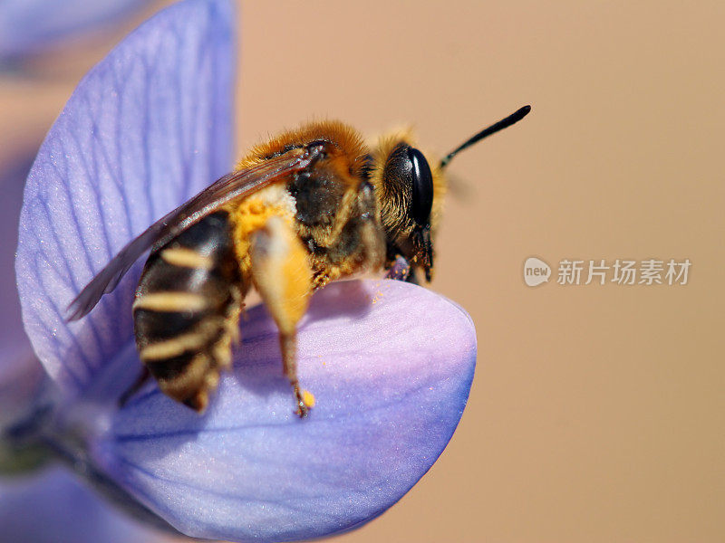 羽扇豆上的蜜蜂