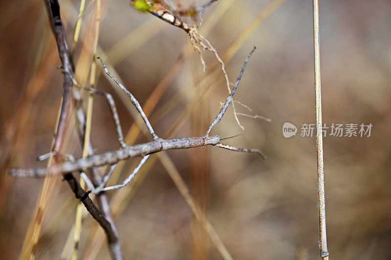 马达加斯加:马达加斯加竹节虫，又名粉翅竹节虫