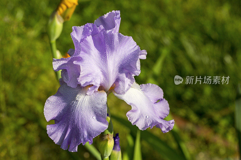 近距离的照片开花薰衣草鸢尾盛开