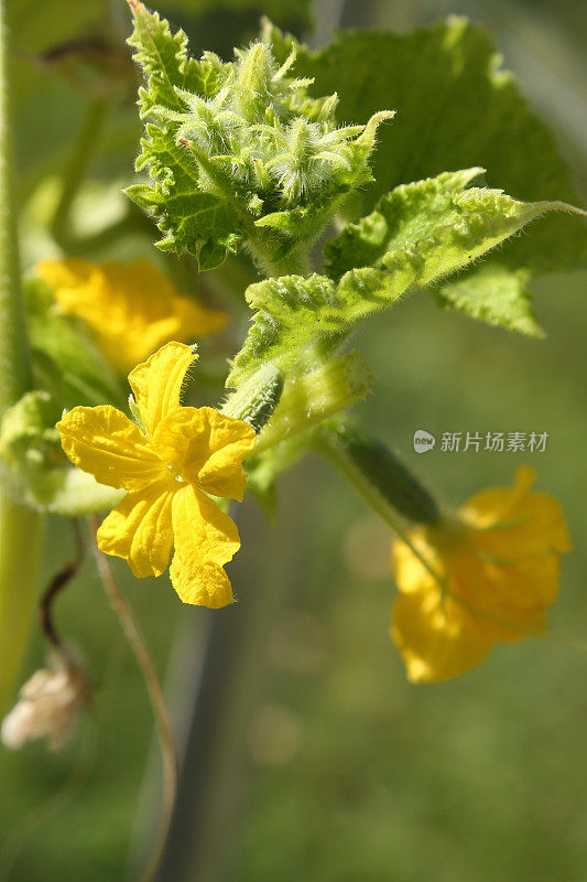 生长开花的黄瓜