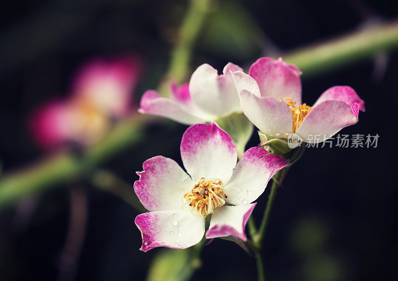 绚丽的花朵