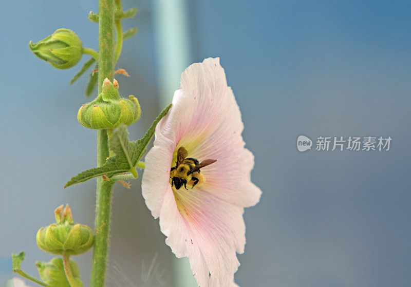 大黄蜂在蜀葵花上
