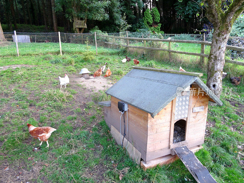 自由放养的鸡在花园，木制鸡舍，家禽鸡场