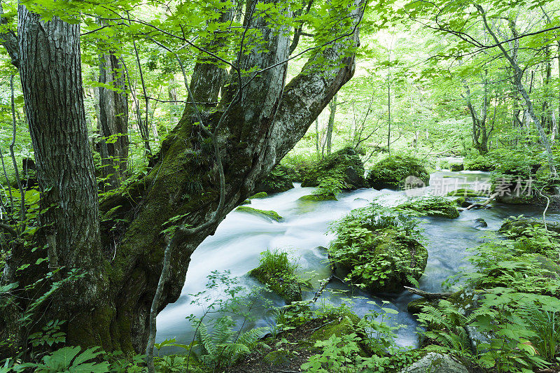 美丽的日本山溪风景