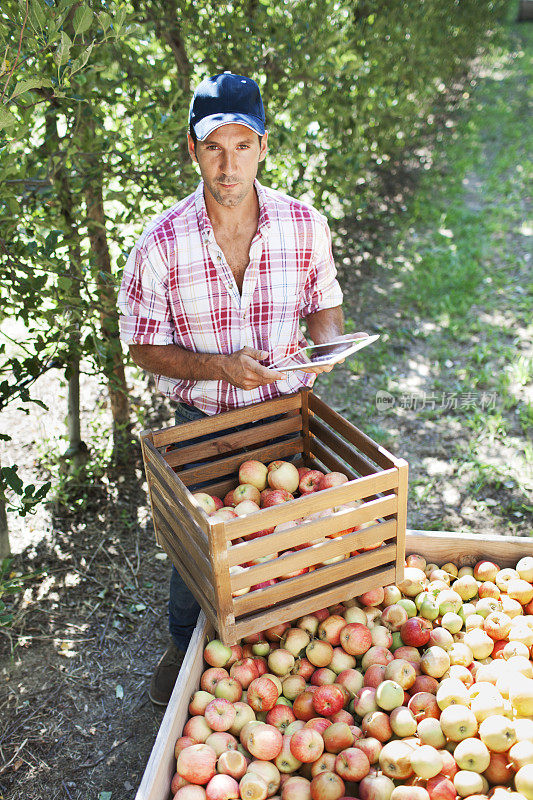 苹果园和收获。