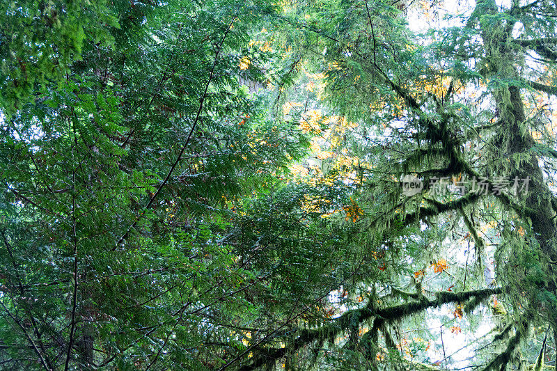 秋季温带雨林植物-加拿大大教堂公园