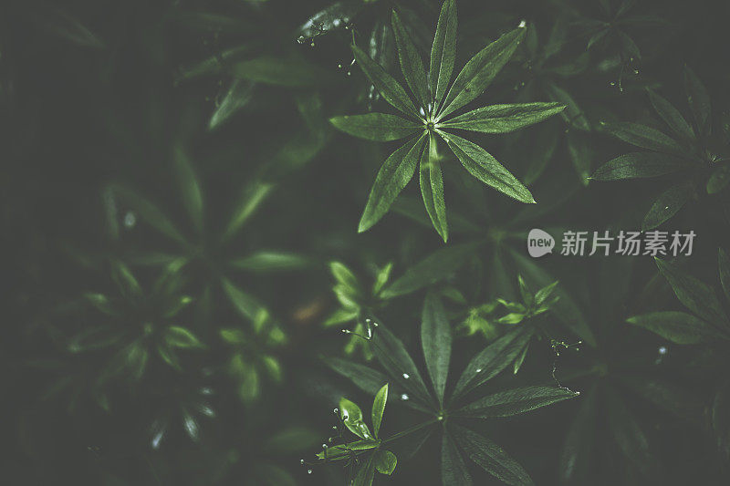 黑暗中的绿色木犀草