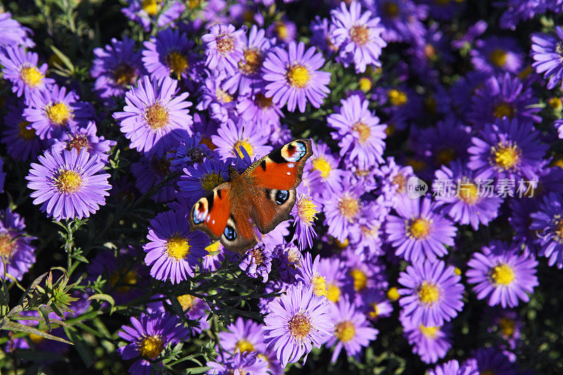 紫菀和孔雀蝶