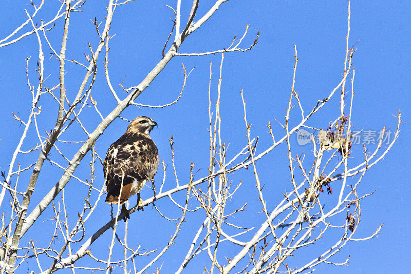 红尾鹰栖息在一棵树上