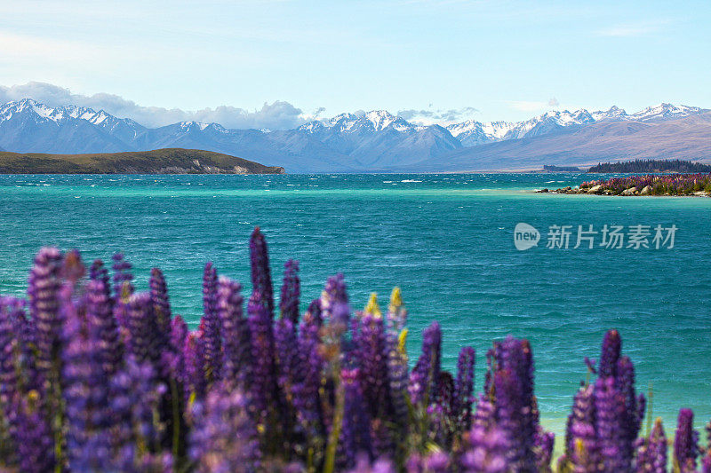 特卡波湖的Lupins