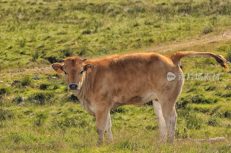 小牛aubrac