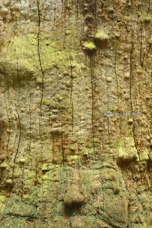 被苔藓覆盖的老橡树风化的木头表面