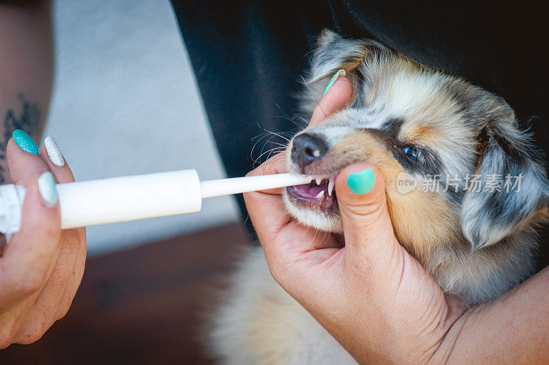 给一只设得兰牧羊犬小狗涂驱虫膏