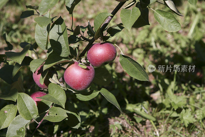 10月，加拿大魁北克，果园里的新鲜苹果。