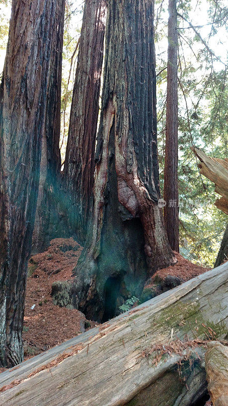 加州大盆地红杉州立公园的老母树上长出了火灾疤痕的红杉树