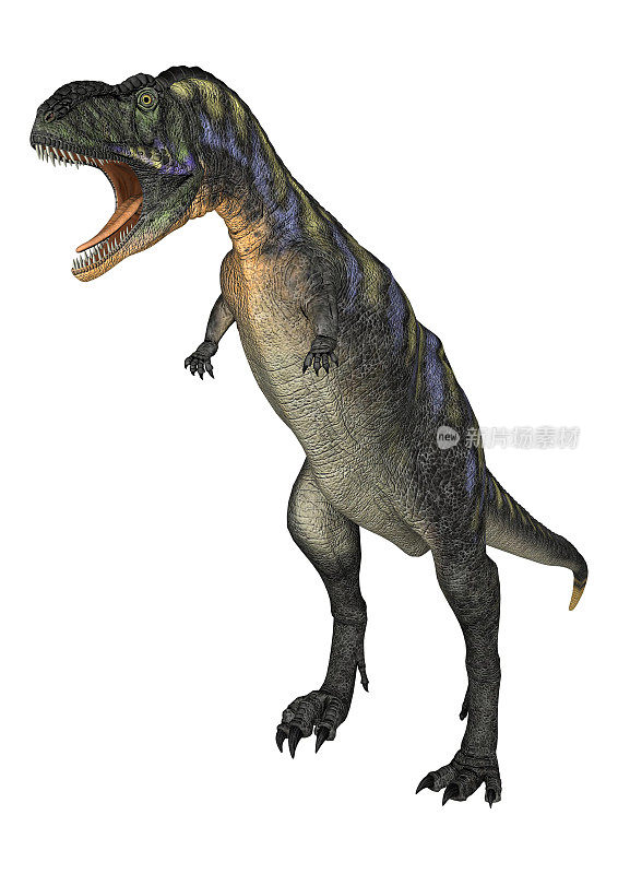 3D渲染恐龙Aucasaurus在白色
