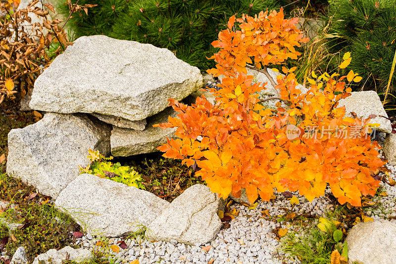 山毛榉盆景假山在秋天与美丽的黄色和橙色的叶子