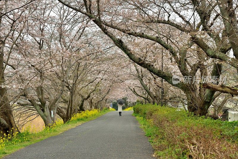 一名日本妇女在山口县岩国的樱花下行走