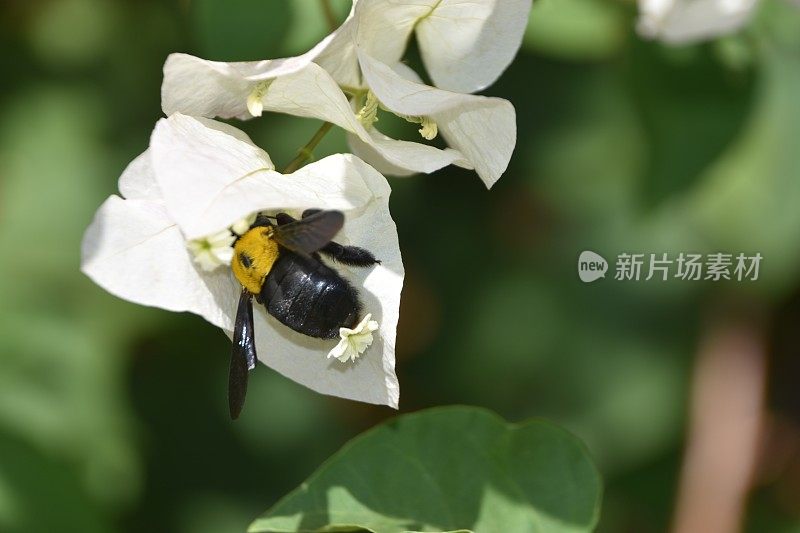 黄色的大黄蜂靠近一朵白色的花