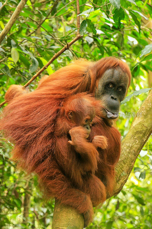 母苏门答腊猩猩和一个婴儿坐在树上