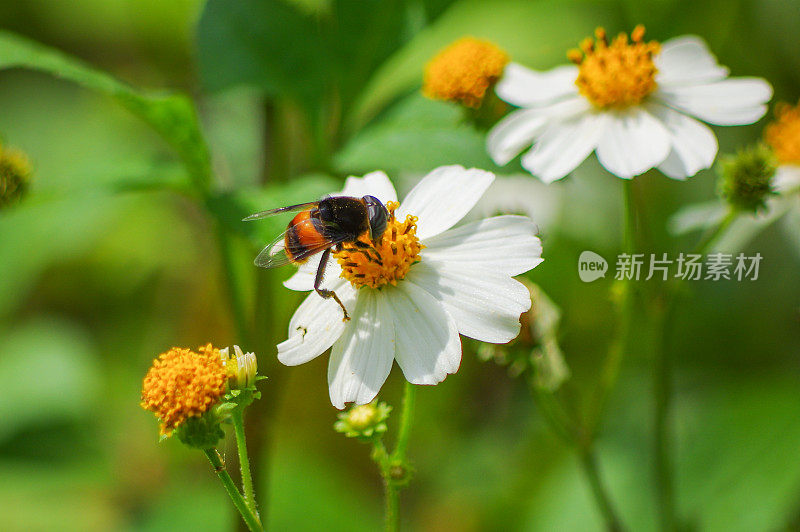 鬼针草,食蚜蝇