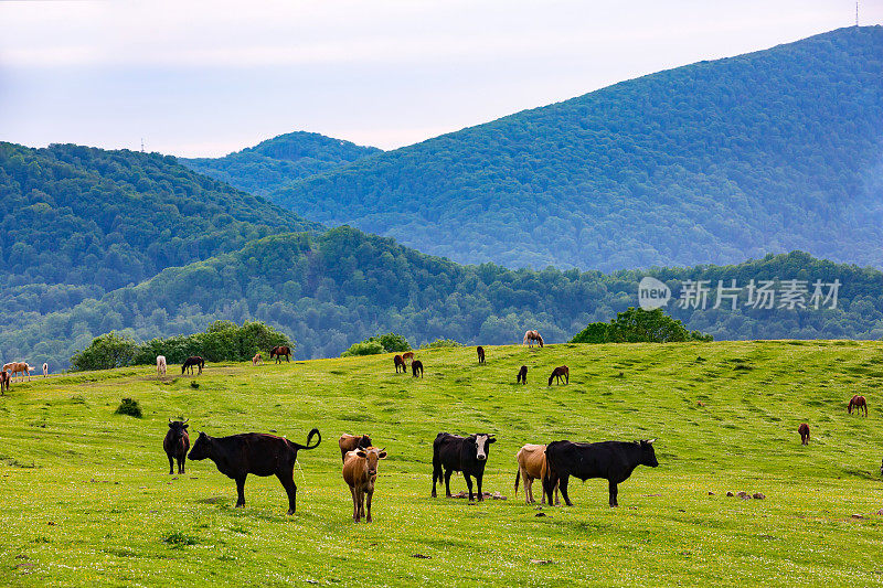 俄罗斯索契的乡村春季牧场景观。