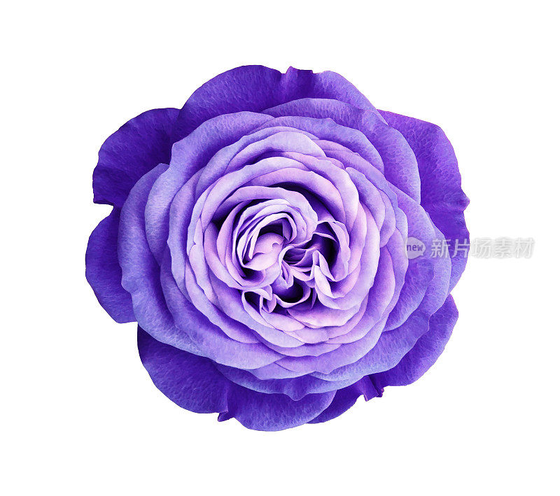 紫玫瑰的花。白色孤立背景与剪切路径。大自然。特写镜头没有阴影。大自然。