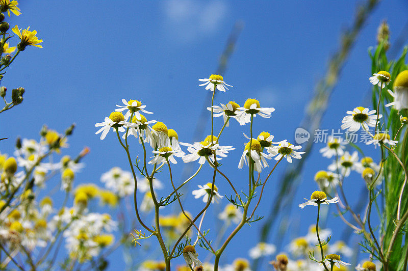 洋甘菊初夏