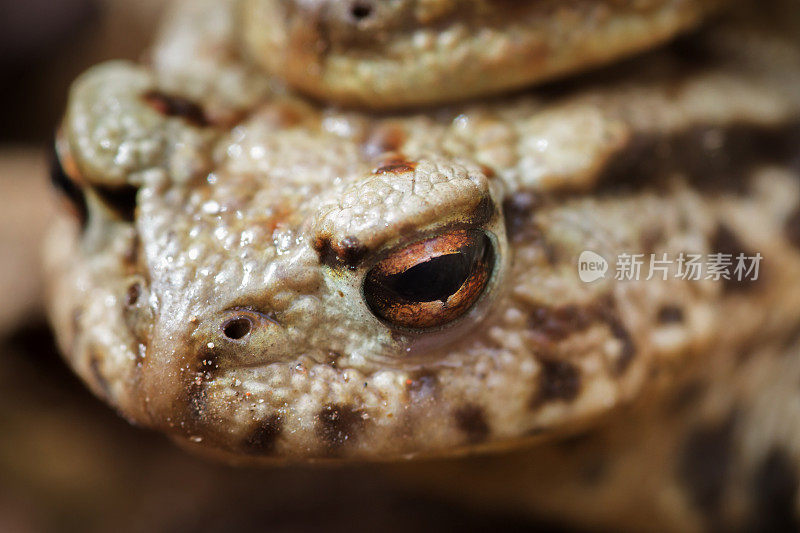 青蛙的眼睛