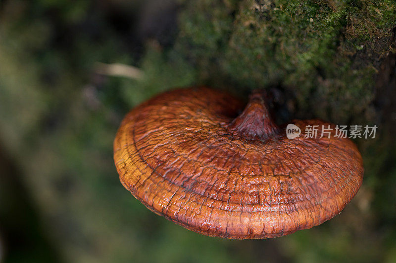 灵芝蘑菇生长在树上，药草替代药物