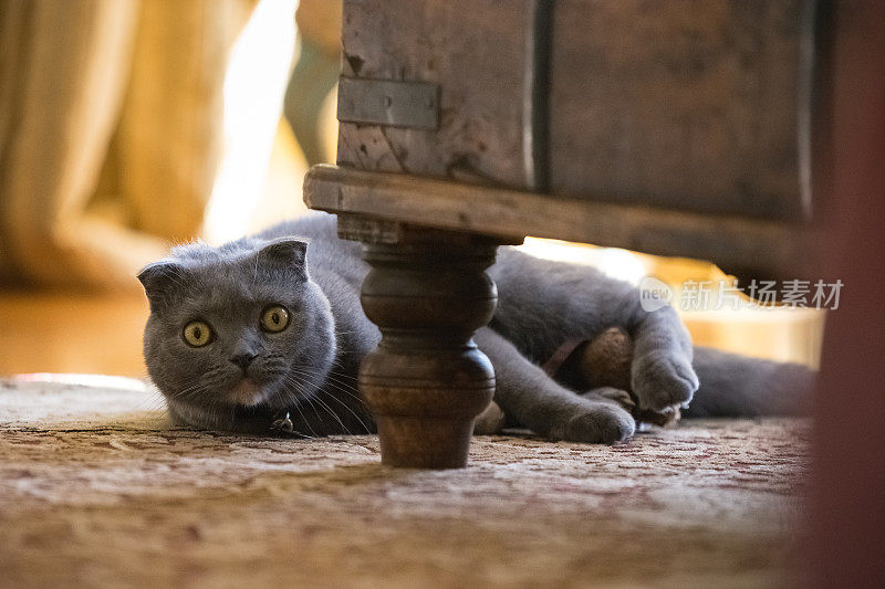 灰色苏格兰折耳猫在客厅玩玩具老鼠