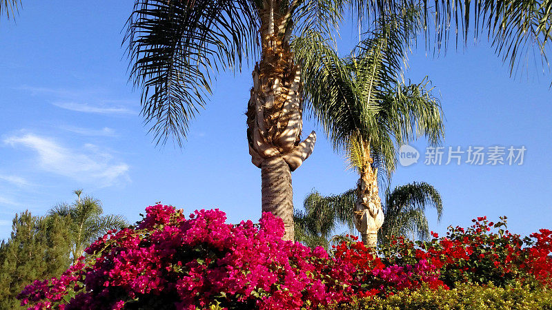 加利福尼亚南部的九重葛属花和棕榈树
