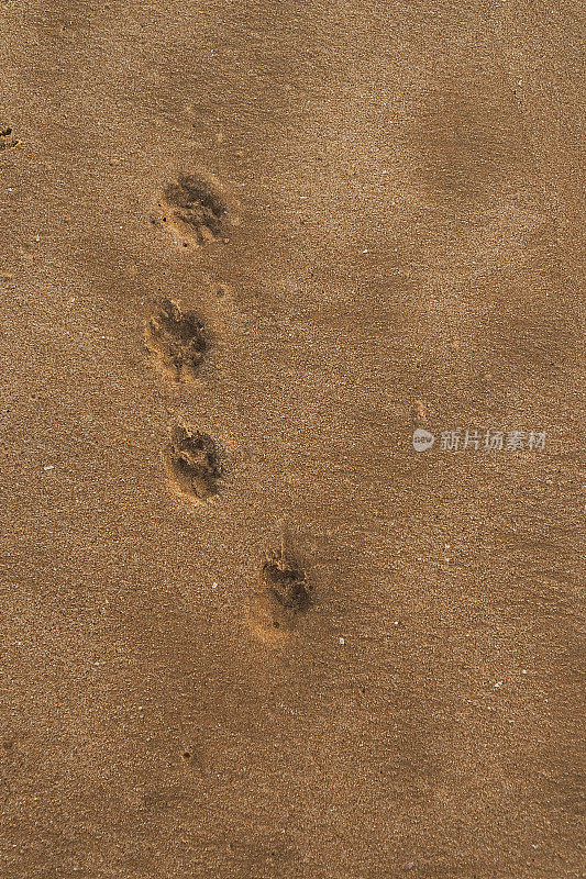 沙滩上有狗的脚印。
