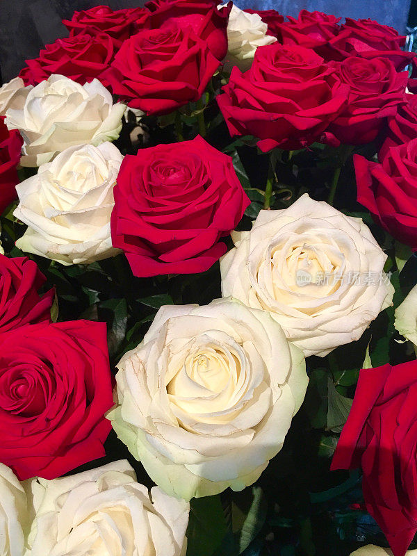 红色和白色的玫瑰灌木接近