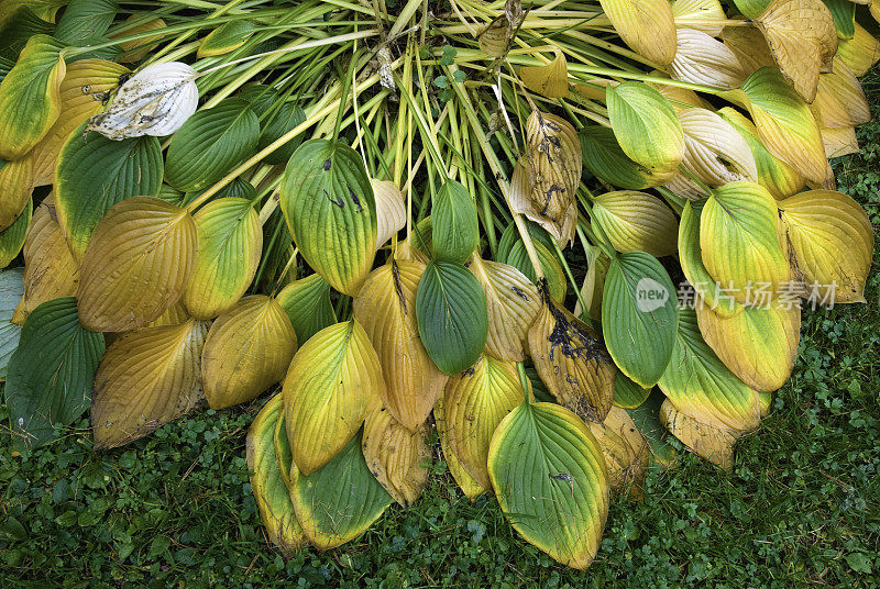 玉簪属草本植物叶子