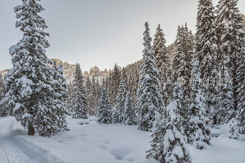 意大利帕莱迪圣马蒂诺自然公园(帕拉集团)里白雪覆盖的森林