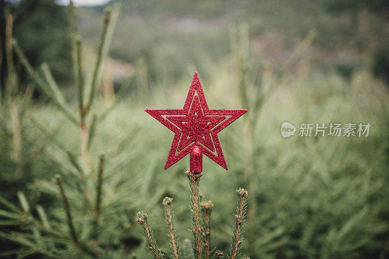 圣诞树上的红星形状